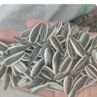فروش تخمه گل آفتاب