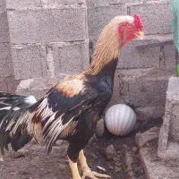 خروس لاری جنس درج یک