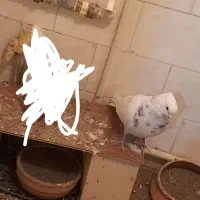 حیوان|پرنده|دهگلان, |دیوار