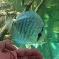 دیسکس|ماهی|اردبیل, |دیوار