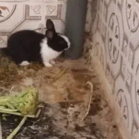 بچه خرگوش زبل