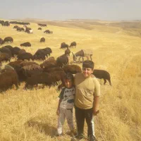 کارگر ساده