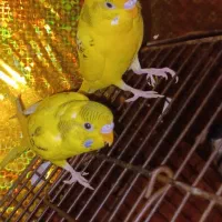 دو عدد مرغ عشق نر|پرنده|خرمشهر, |دیوار