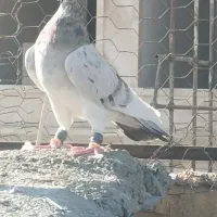 کفتر هوایی زرنگ