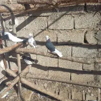 این کفتر شازده رو من گرفتم اولویت با صاحبش