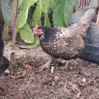 مرغ و خروس مینیاتوری