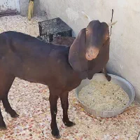 مبلغ  28میلیون