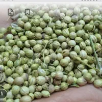 فروش گشنیز توپی وادویه ی گشنیز ولوبیا ونخود