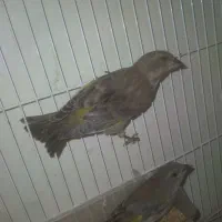 سره|پرنده|خمینیشهر, |دیوار