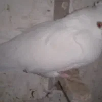 6تاسفید چشم زرد|پرنده|زرند, |دیوار