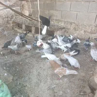 کبوتر|پرنده|گرمخان, |دیوار