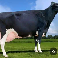 خریدو فروش گاو وگوساله