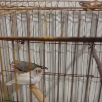 فروش جفت فنچ