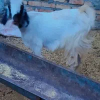 بز گتاچ یکسا ل