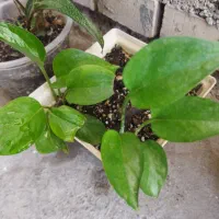 چند نوع گل اپارتمانی
