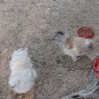 ویاندوت اپنزلر آرکانا ایام سبرایت ابریشمی برهما|حیوانات مزرعه|شیراز, غدیر شمالی|دیوار