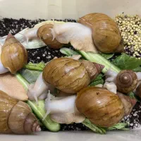 حلزون البینو
