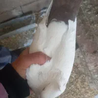 کبوتر دمبی خوشرنگ دورگ