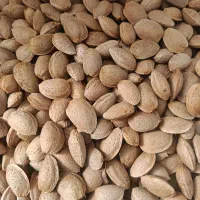 بادام سنگی