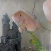 فروش ماهی اسکار|ماهی|پردیس, فاز ۱۱|دیوار