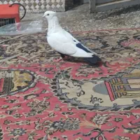 دمسیاه،نر ماده