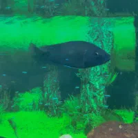 ماهی سیچلاید|ماهی|خاش, |دیوار