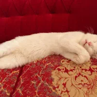 واگذاری گربه با وسایل