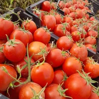 فروش ۱۲ هکتار زمین کشاورزی منوجان چاهشاهی|فروش دفتر صنعتی، کشاورزی، تجاری|کهنوج, |دیوار