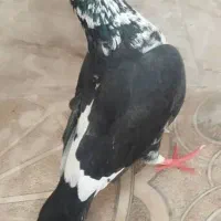 کبوتر ماده|پرنده|خاش, |دیوار