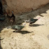 بوقلمون 4عددماده ویک نر باقوغاز یک غار محلی بو