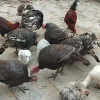 بوقلمون ماده