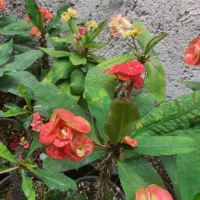 مرجان گلدرشت در چند رنگ