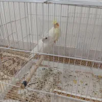 عروس هلندی  نروماده