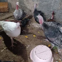 فروش تعدادی بوقلمون|حیوانات مزرعه|جغتای, |دیوار