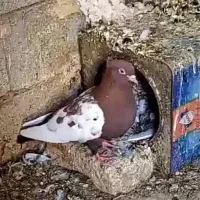 نر و ماده سینه تافته ای