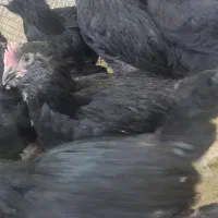 جوجه مرندی دوماهه