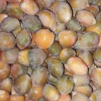 بذر سیکاس|گل و گیاه طبیعی|رشت, گلسار|دیوار