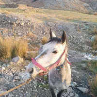 مادیان ۳سال|اسب و تجهیزات اسبسواری|شاهرود, |دیوار