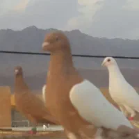 افغونی زرد نر  و  ماده