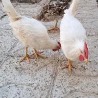 خروس جوان ۵ماه