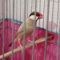فنچ نرگسی