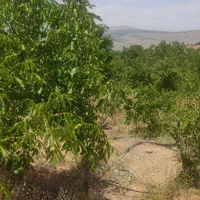فروش باغ۱۰۰۰ متری در سامان|فروش خانه و ویلا|اصفهان, تیران|دیوار