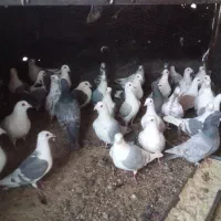 کبوتر پلاکی|پرنده|تفت, |دیوار