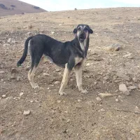 ماده عراقی پژدر