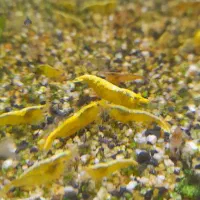 حراج شریمپ یا میگو