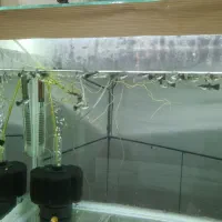 ماهی گوپی فول بلک