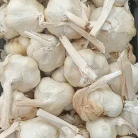 عمده فروشی سیر سفید همدان