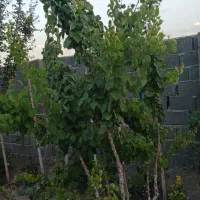 نهال چهار ساله|گل و گیاه طبیعی|رباط‌کریم, حصار مهتر|دیوار