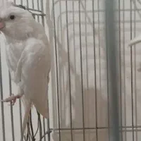 یک  عددماده آلبینو