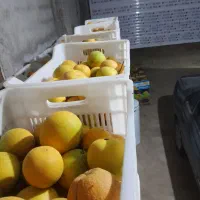 فروش پرتقال تامسون|حراج|مرزیکلا, |دیوار